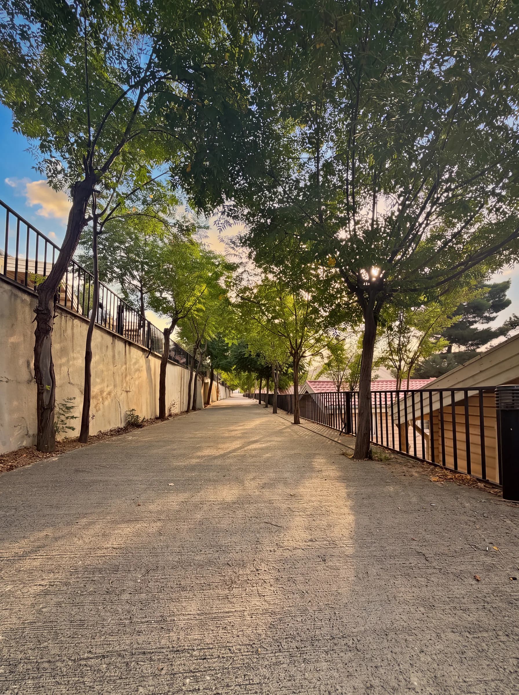 A quiet lane lined with trees beside the cabins